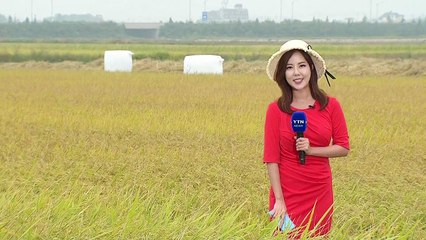 [날씨] 86년 만의 늦더위, 서울 31.4℃...내일 비에 기온 '뚝' / YTN