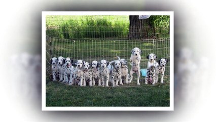 Dalmation dogs - Special dogs