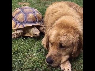 Golden Retriever and Rescued Tortoise Make the Most Unlikely Best Friends