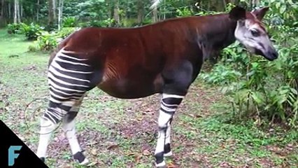 Hala yaşayan ve fosil olarak adlandırılan 5 hayvan