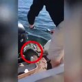 Balinalardan kaçarak bir tekneye sığınan fok