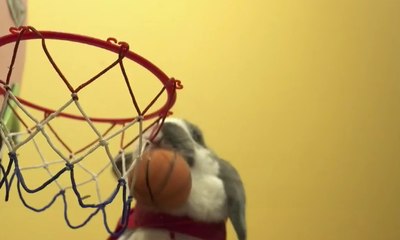Bini, Si Kelinci yang Pandai Bermain Basket