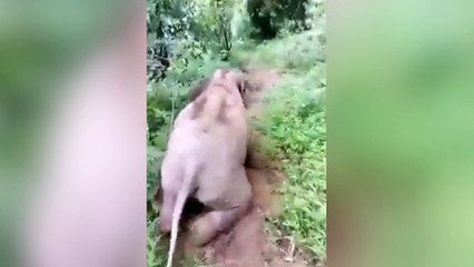 Cet éléphant a trouvé un jeu très drôle !