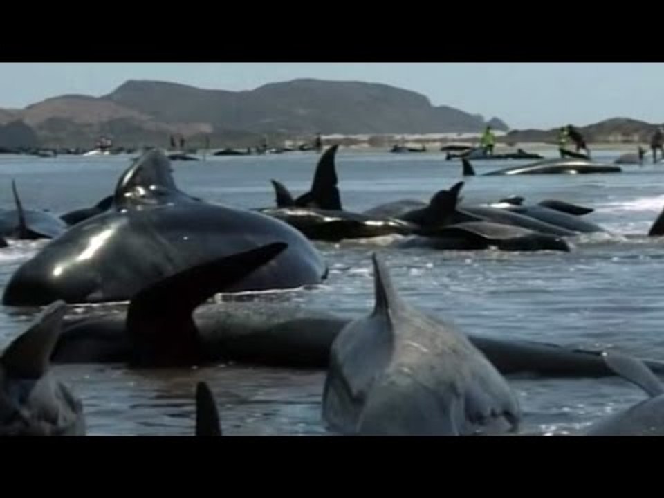 Volunteers try to rescue dozens of pilot whales stranded on NZ beach