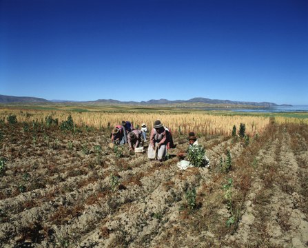 Le biomimétisme par Idriss Aberkane : les plantes pérennes