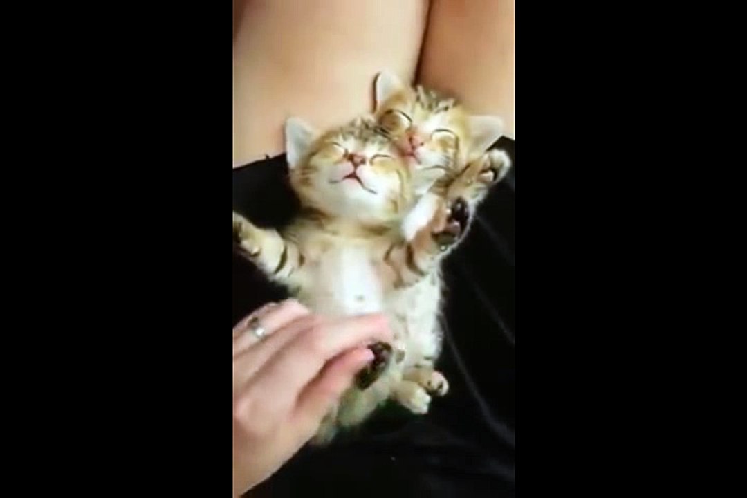 Sevimli minik kediler