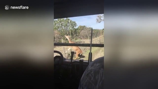 Libération d'une biche coincée dans une clôture par des chasseurs ! C'est pour mieux de courser ensuite...