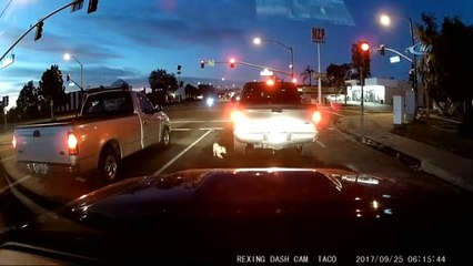 Köpeğin İnanılmaz Kurtuluşu Kamerada