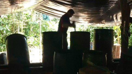 Colombia: Surge in cocaine production despite government efforts