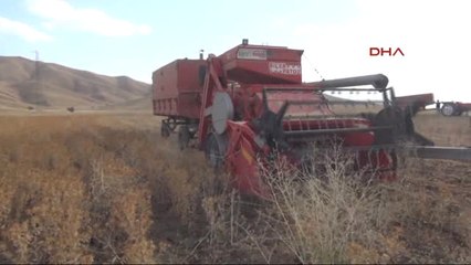 Hakkari Yüksekova'da Aspir Hasadına Başlandı