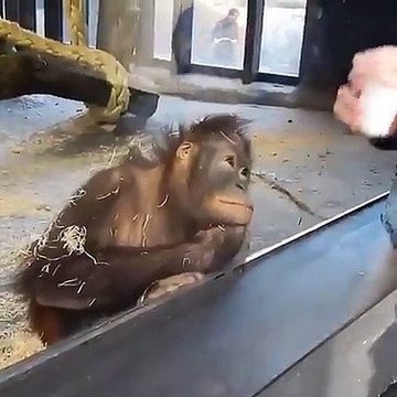 Sihirbazlık numarasını gören maymun kahkahayı bastı