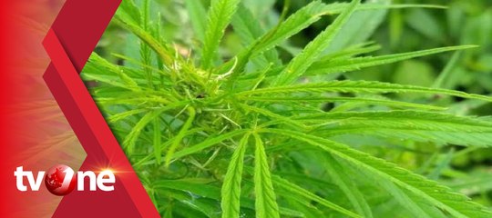 Petugas Gagalkan 119 Penyelundupan Paket Ganja