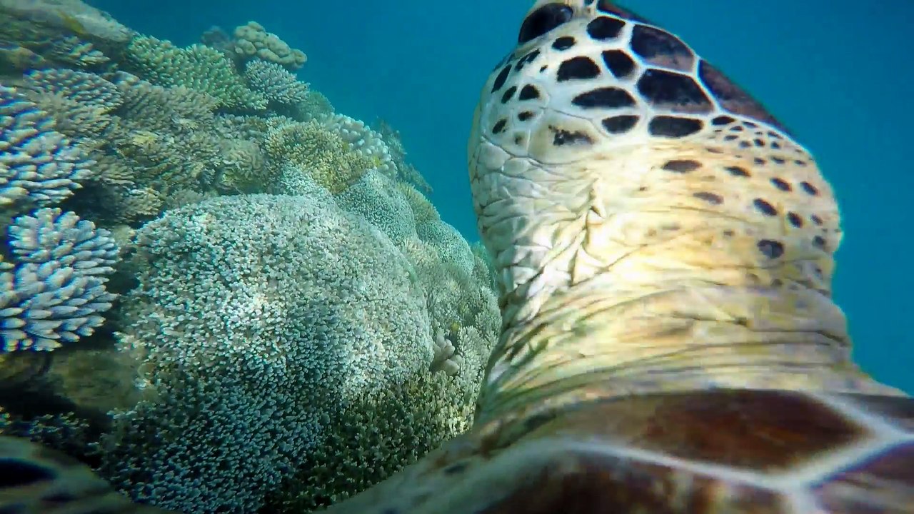 Regards de tortues