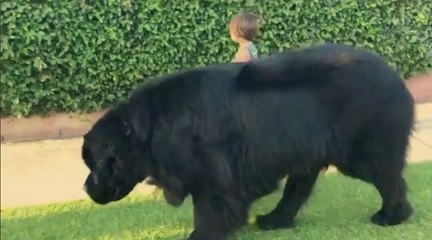 Cesur Çocuk Kendisinden 5 Kat Büyük Köpeği Sokakta Rahatça Gezdirdi