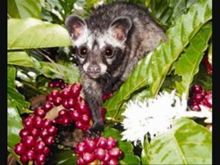 buy kopi luwak