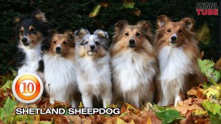 TOP 10 EASY TO TRAIN DOG BREEDS