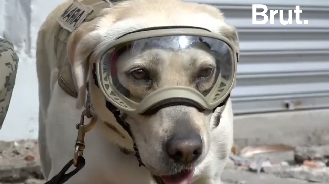 Frida, la femelle labrador mascotte des secouristes