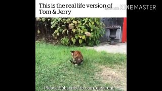 Real life Tom and Jerry recorded on camera