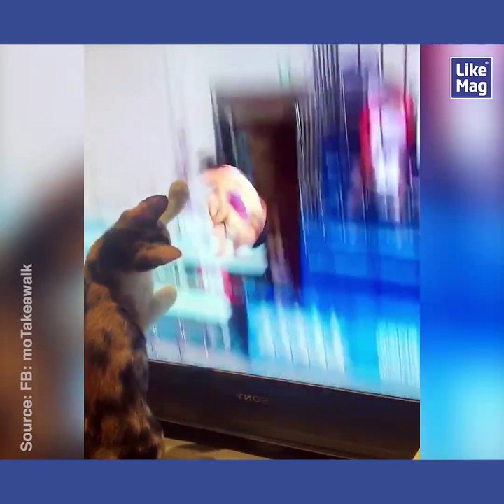 Plouf le chat!