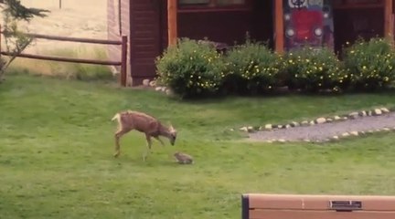 Bebek Geyik İle Tavşanın Oyunu, Herkese Dostluğu Hatırlattı