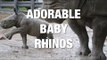 Who Knew Rhinos Could Be So Cute?