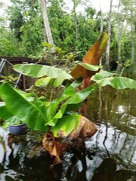 swamped yard pre Irma