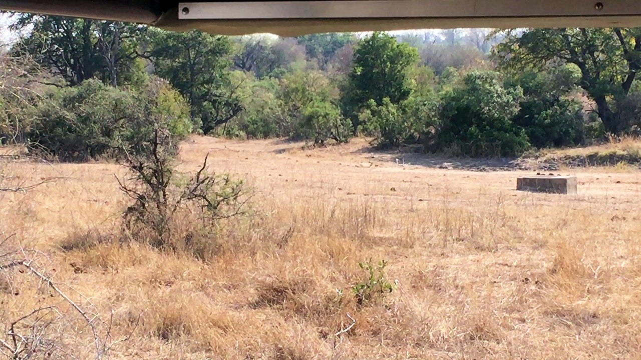 Leopard Surprises Impala With a Quick Kill!