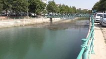 Beyşehir Gölü'nden Kanala Yavru Balık Akışına Tepki