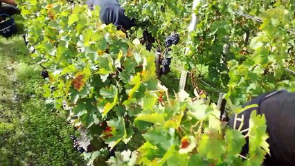 Gironde : Vendanges à Gruaud Larose dans le Médoc