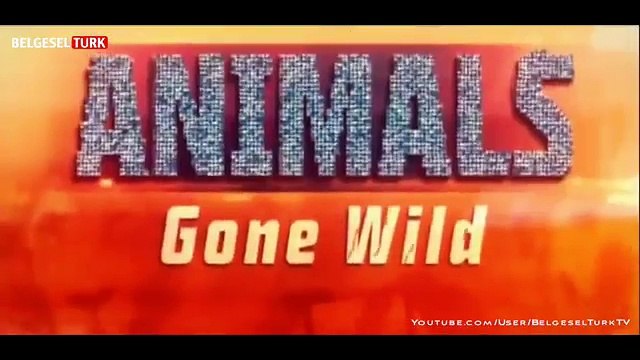 Çılgına Dönen Hayvanlar _ Şok Ve Dehşet