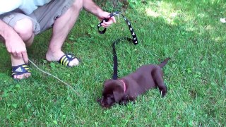 BRINGING OUR CHOCOLATE LAB PUPPY HOME!