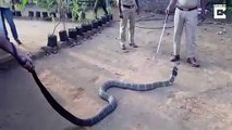 Ce dangereux serpent s'approche des villageois à la recherche d'eau mais ce que font les habitants émeut la toile...