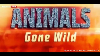 Çılgına Dönen Hayvanlar  Uygunsuz Davranış