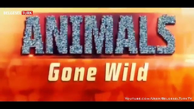 Çılgına Dönen Hayvanlar Uygunsuz Davranış