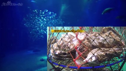 乃木坂46 生駒里奈 タイムマシーン3号 宮川大輔 2017 04 29