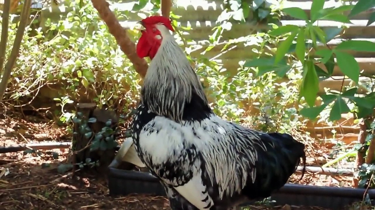 How to stop a rooster from crowing the No Crow Velcro Collar. Vídeo