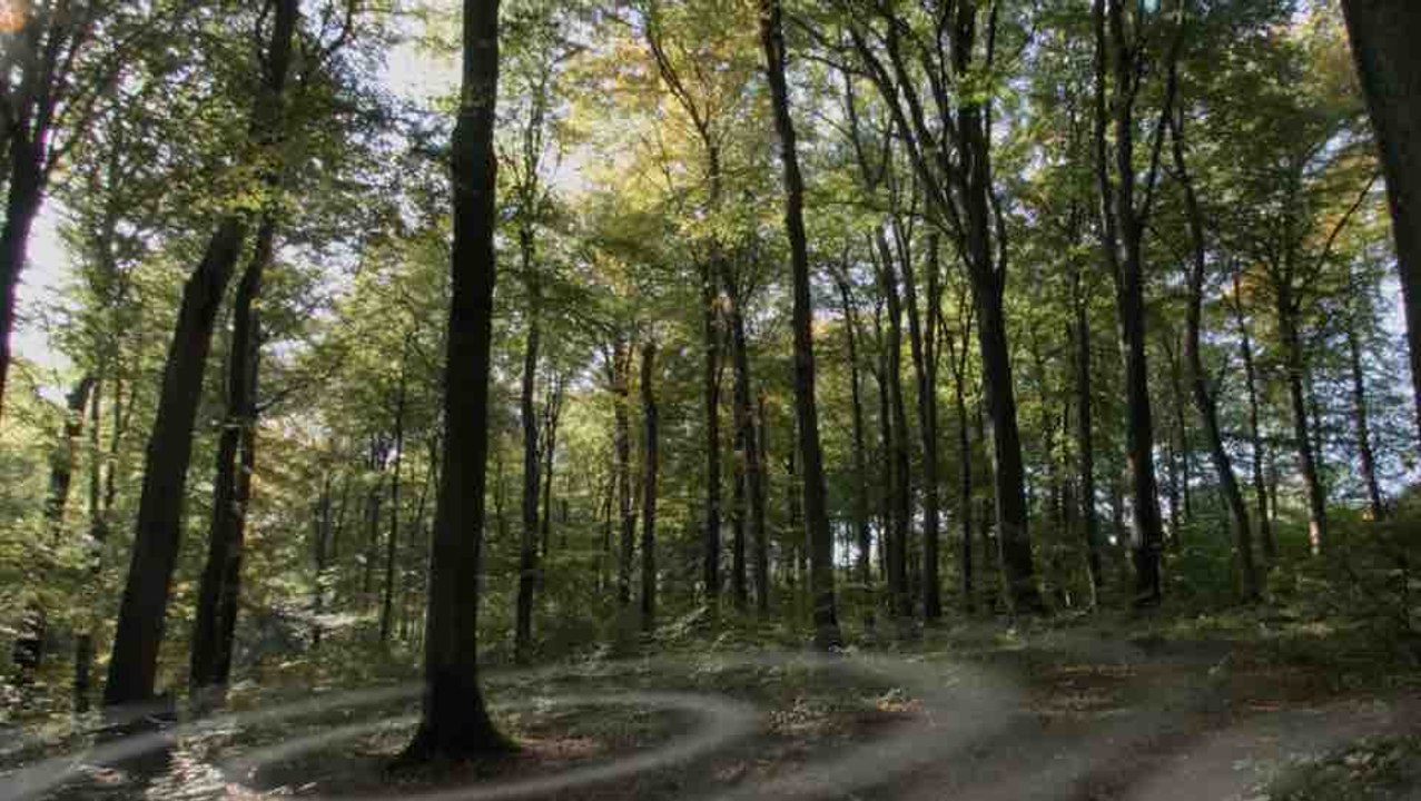 L'intelligence des arbres - Bande annonce HD vost