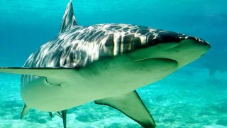 Top 10 Tiburones más Peligrosos y agresivos del mundo