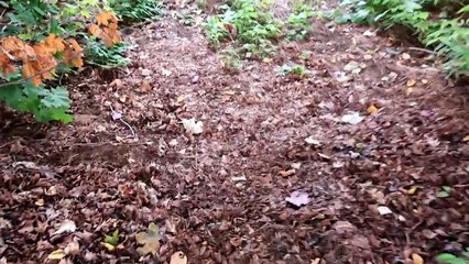 ROCK HOUNDS going Camping