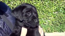 Choosing Labrador Puppy (Percy) at 7 weeks old