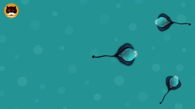 ENTERTAINMENT VIDEO FOR CATS. Cat Games on Screen. Catching Stingrays.