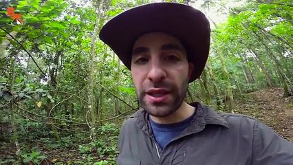 Documentary Ant STUNG by a BULLET ANT!