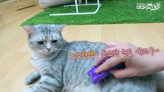 예쁘다 했더니 뽀뽀하는 고양이