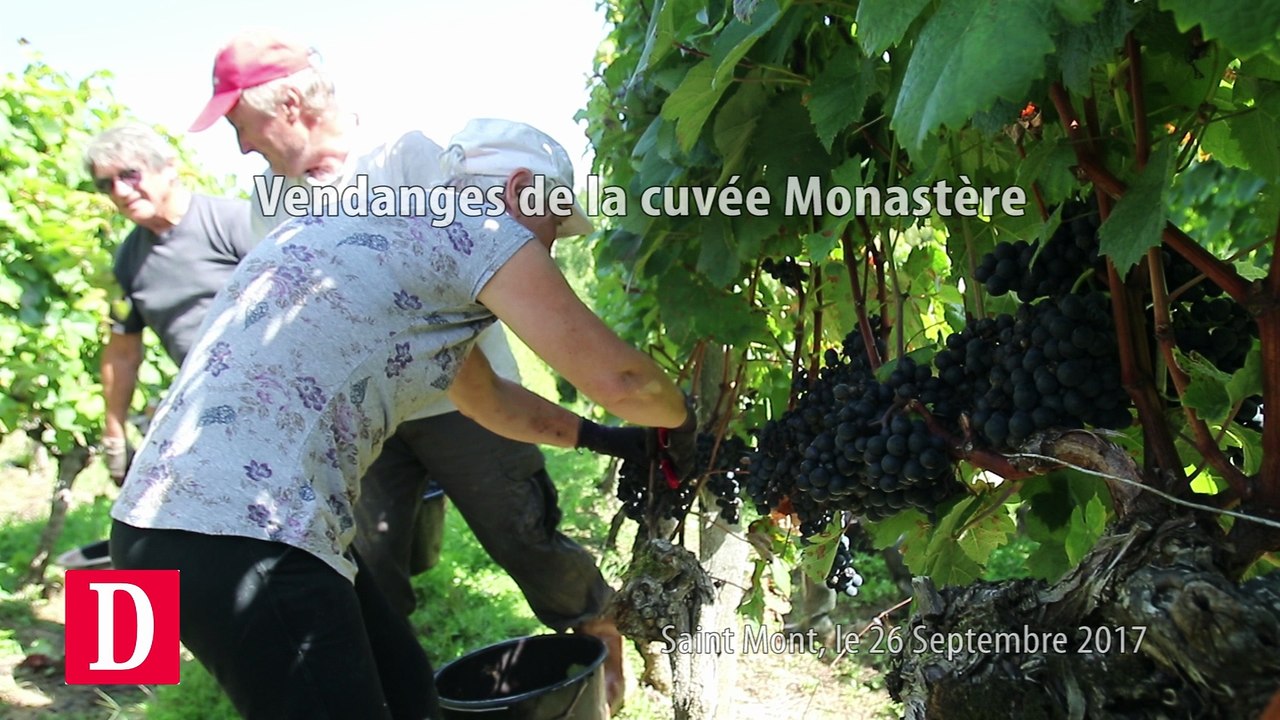 Vendanges de la cuvée Monastère de Saint Mont