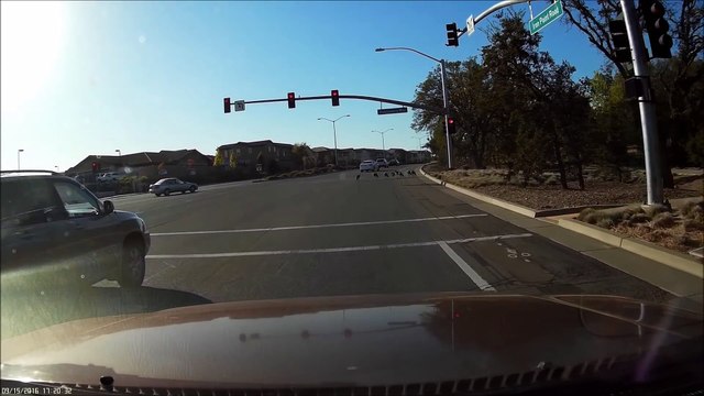 Ces oiseaux utilisent le passage piéton pour traverser la route... Intelligent