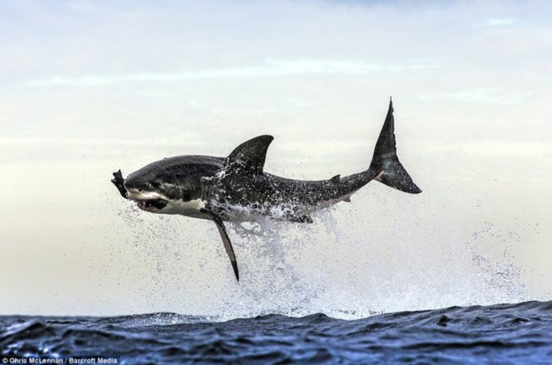 Alerta, tiburones