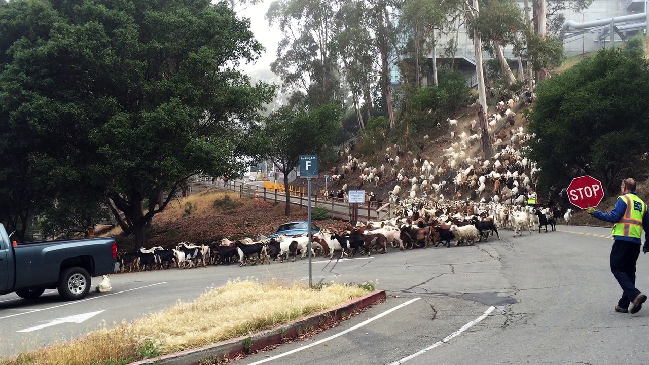 Goats on the Road