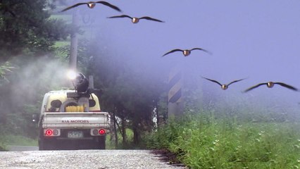 경북 영천 야생조류 분변서 AI 검출...'철새 주의단계' / YTN