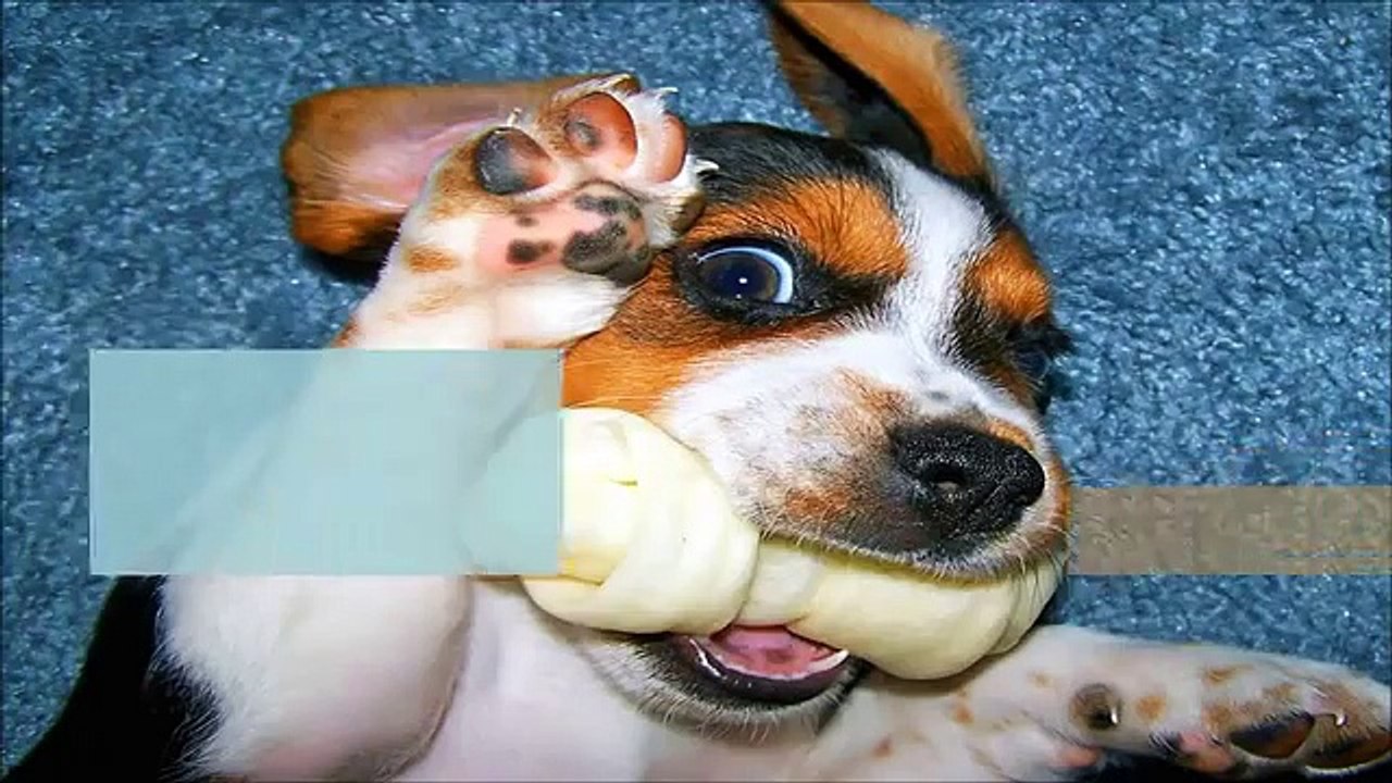 10 Funniest Beagle Videos