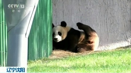 Unbelievably cute pandas play in new enclosure